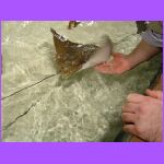 Josh Touching Fish 6.jpg